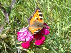 Vlinder Duizendschoon